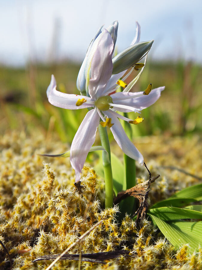 very short camas (Camassia quamash ssp. maxima) [Mount Hebo, Siuslaw National Forest, Tillamook County, Oregon]
