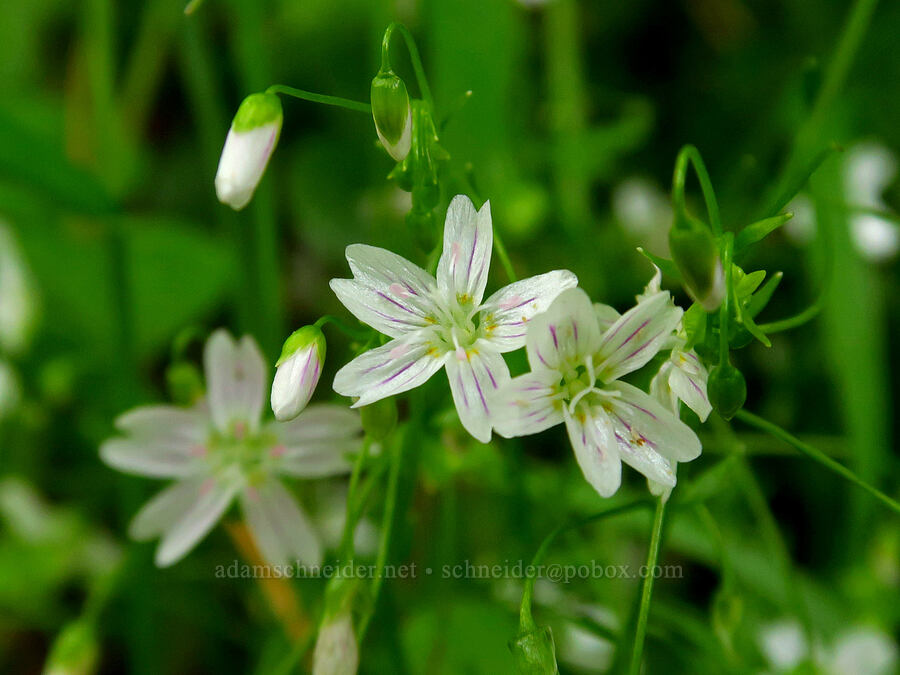 candyflower (Claytonia sibirica (Montia sibirica)) [Hebo Lake Loop Trail, Siuslaw National Forest, Tillamook County, Oregon]