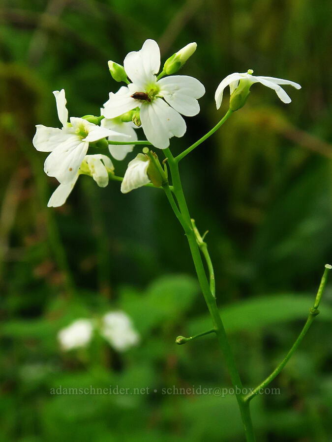 seaside bitter-cress (Cardamine angulata) [Hebo Lake Loop Trail, Siuslaw National Forest, Tillamook County, Oregon]