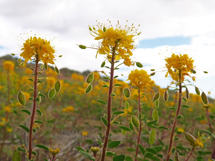 golden bee plant (Cleomella platycarpa (Peritoma platycarpa) (Cleome platycarpa)) [Succor Creek Road, Malheur County, Oregon]