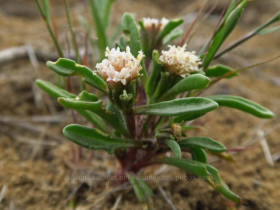 Cusick's pincushion (Chaenactis cusickii) [Succor Creek Road, Malheur County, Oregon]