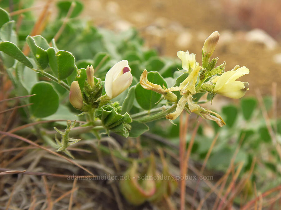 Snake milk-vetch (Astragalus iodanthus var. diaphanoides) [Succor Creek Road, Malheur County, Oregon]