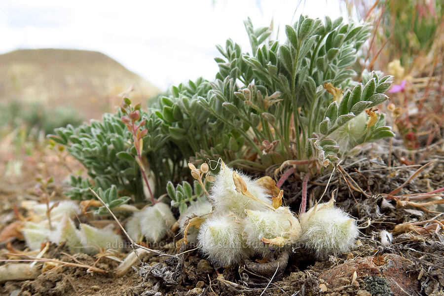 woolly-pod milk-vetch (Astragalus purshii) [Succor Creek Road, Malheur County, Oregon]
