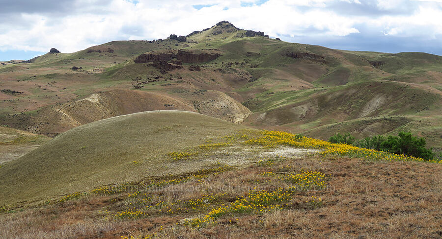 bee plant mini-panorama (Cleomella platycarpa (Peritoma platycarpa) (Cleome platycarpa)) [Succor Creek Road, Malheur County, Oregon]