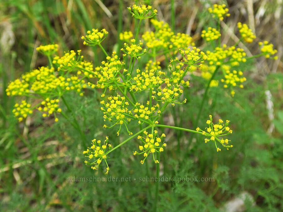 pungent desert parsley (Lomatium papilioniferum (Lomatium grayi)) [Succor Creek State Natural Area, Malheur County, Oregon]