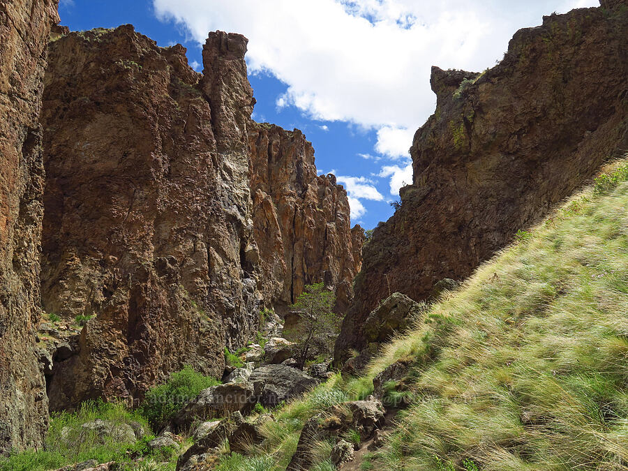 Trimbly Canyon [Succor Creek State Natural Area, Malheur County, Oregon]