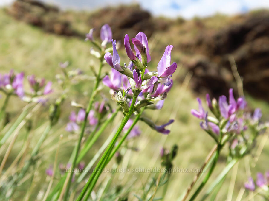 Idaho milk-vetch (Astragalus conjunctus) [Succor Creek State Natural Area, Malheur County, Oregon]