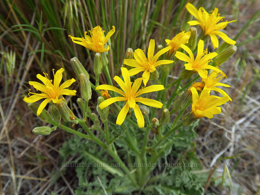 gray hawksbeard (Crepis intermedia) [Succor Creek State Natural Area, Malheur County, Oregon]