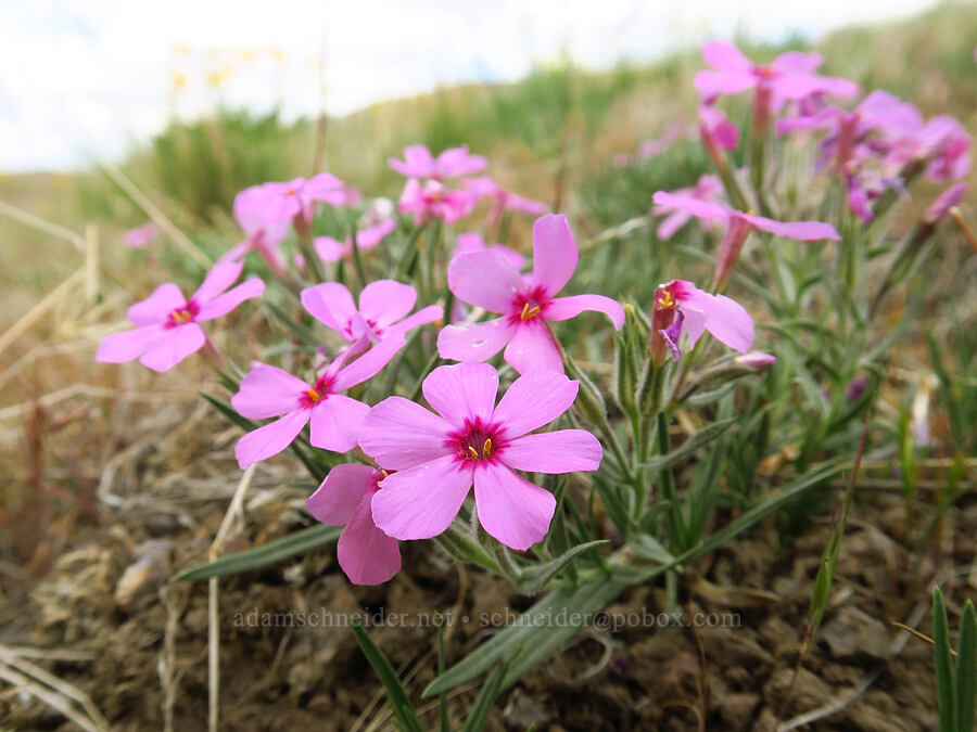 long-leaf phlox (Phlox longifolia) [Succor Creek State Natural Area, Malheur County, Oregon]