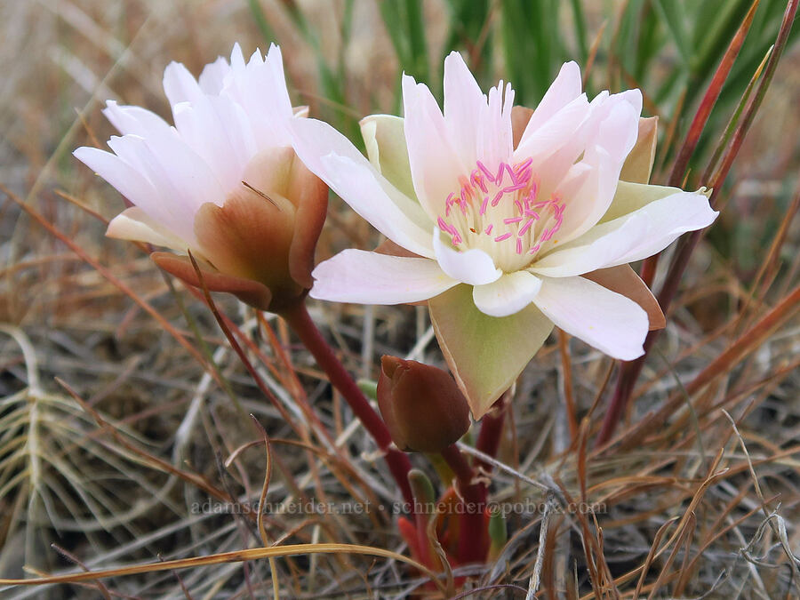 bitterroot (Lewisia rediviva) [Succor Creek State Natural Area, Malheur County, Oregon]