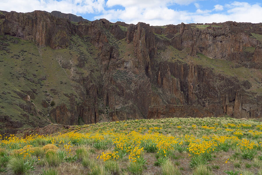 balsamroot & Succor Creek Canyon (Balsamorhiza sagittata) [Succor Creek State Natural Area, Malheur County, Oregon]