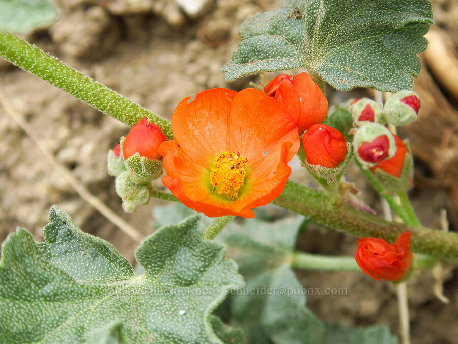white-stem globe-mallow (Sphaeralcea munroana) [Succor Creek State Natural Area, Malheur County, Oregon]