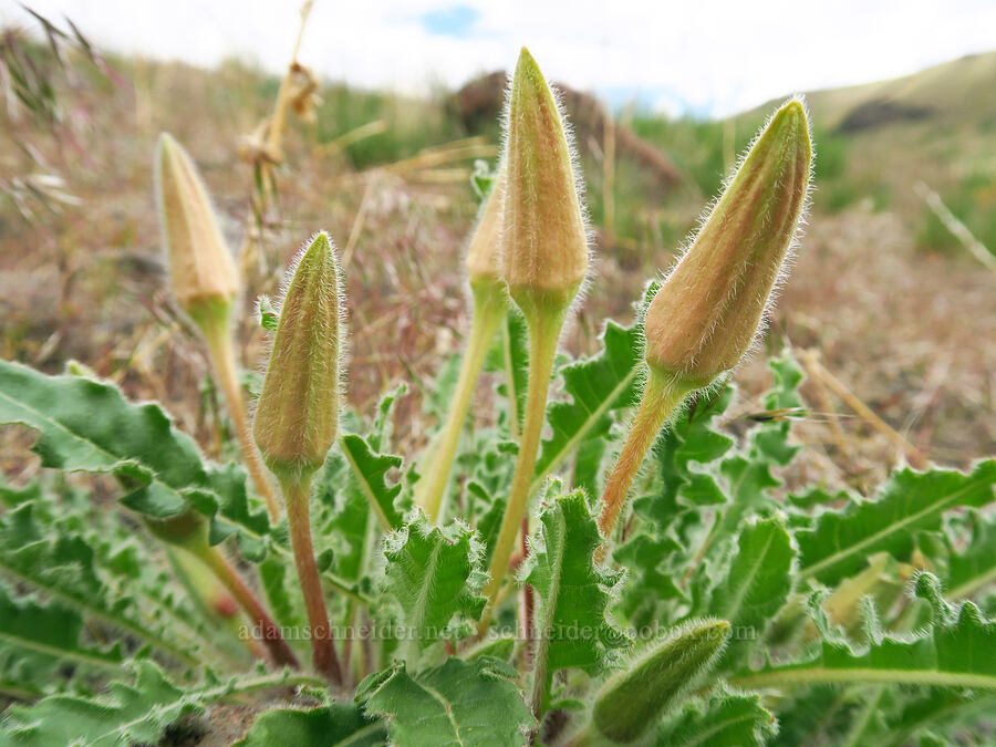 evening primrose, budding (Oenothera caespitosa (Oenothera cespitosa)) [Succor Creek State Natural Area, Malheur County, Oregon]