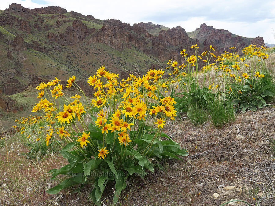 arrow-leaf balsamroot (Balsamorhiza sagittata) [Succor Creek State Natural Area, Malheur County, Oregon]