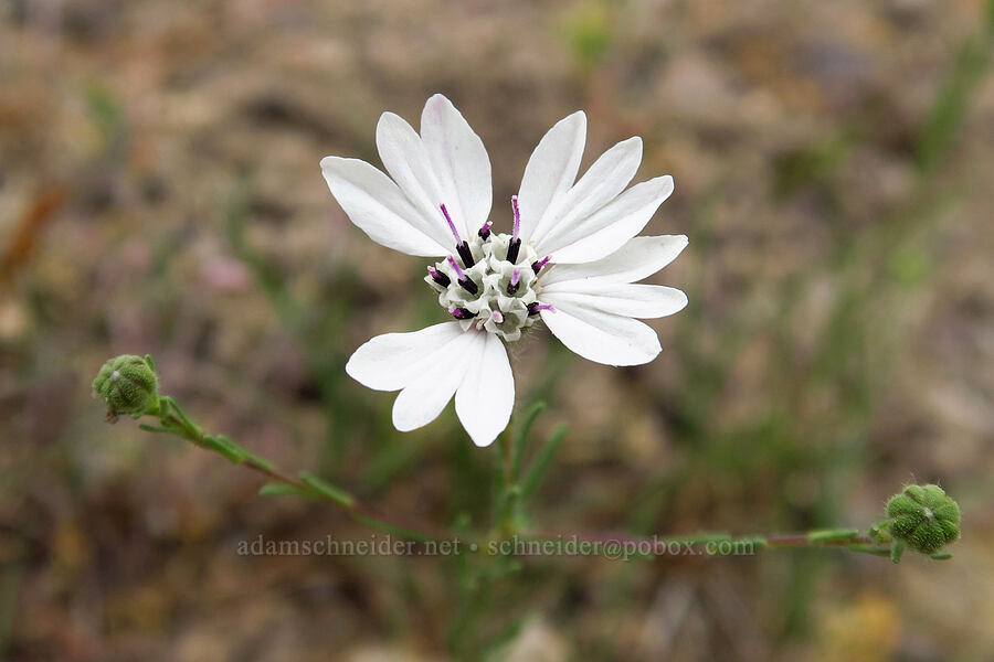 rough eyelash-weed (Blepharipappus scaber) [Succor Creek State Natural Area, Malheur County, Oregon]
