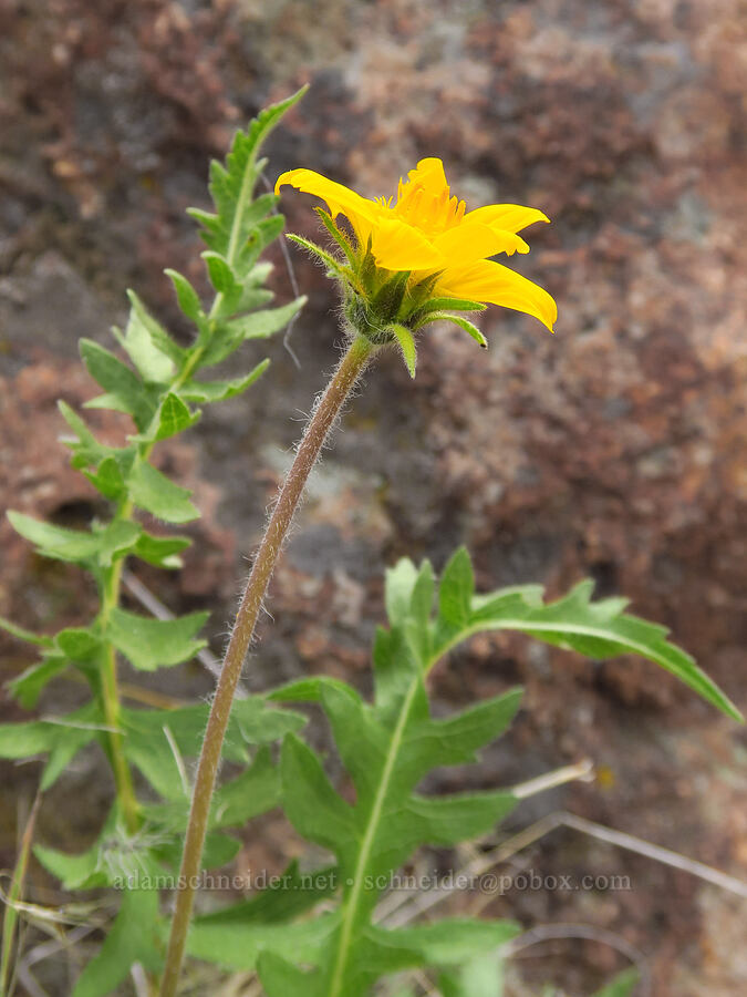 hispid balsamroot (Balsamorhiza hispidula (Balsamorhiza hookeri var. hispidula)) [Succor Creek State Natural Area, Malheur County, Oregon]