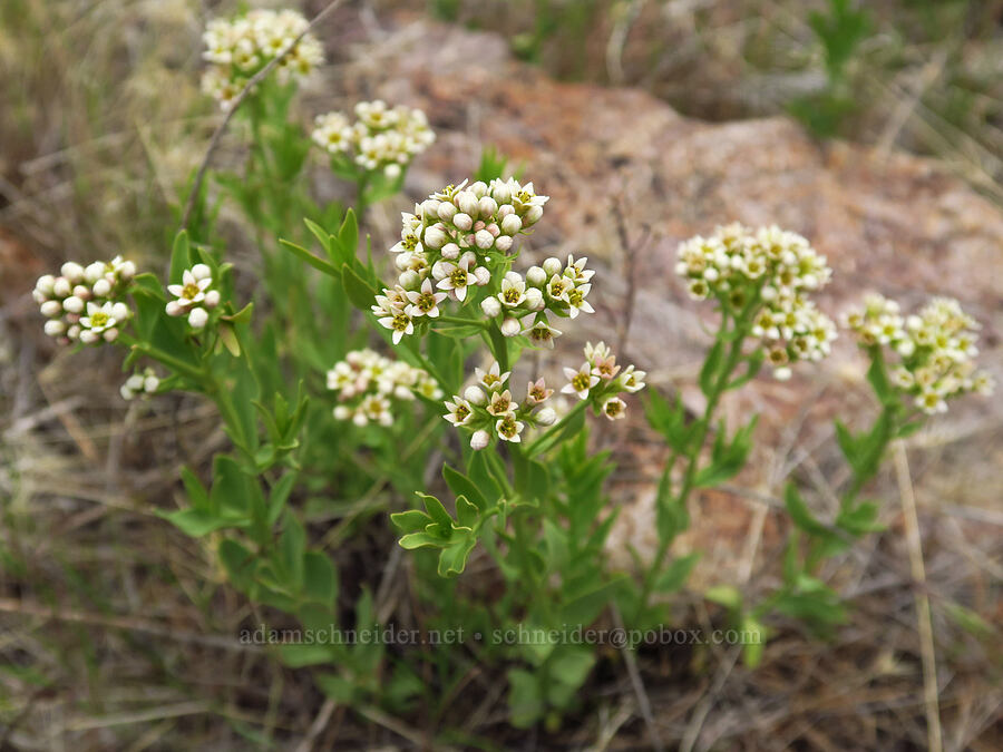 bastard toadflax (Comandra umbellata) [Succor Creek State Natural Area, Malheur County, Oregon]