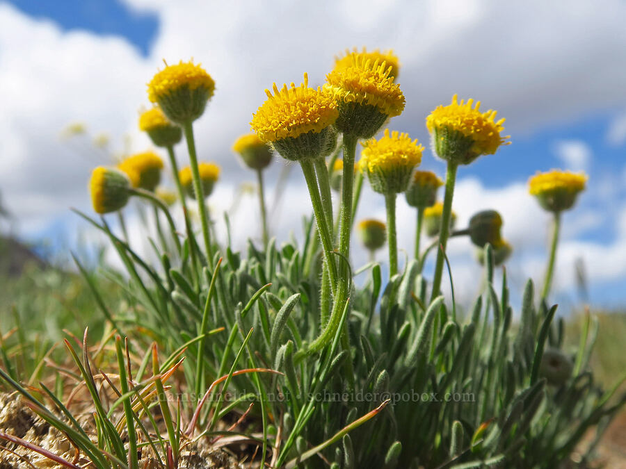 dwarf yellow fleabane (Erigeron chrysopsidis var. austiniae) [Succor Creek Road, Malheur County, Oregon]