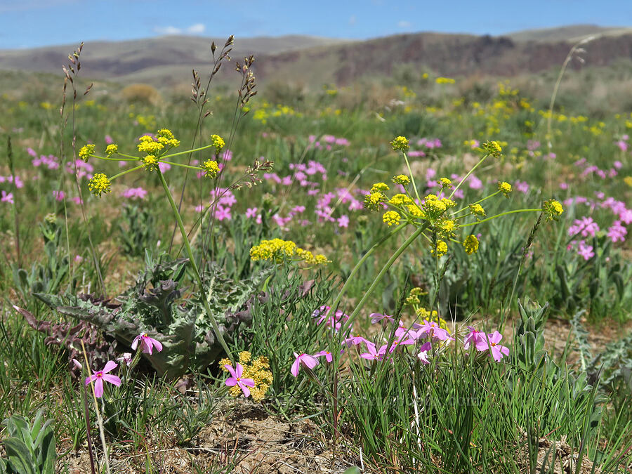 desert parsley & long-leaf phlox (Lomatium sp., Phlox longifolia) [Succor Creek Road, Malheur County, Oregon]
