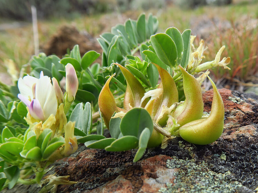broad-leaf freckled milk-vetch pods (Astragalus lentiginosus var. chartaceus (Astragalus lentiginosus var. platyphyllidius)) [Succor Creek Road, Malheur County, Oregon]