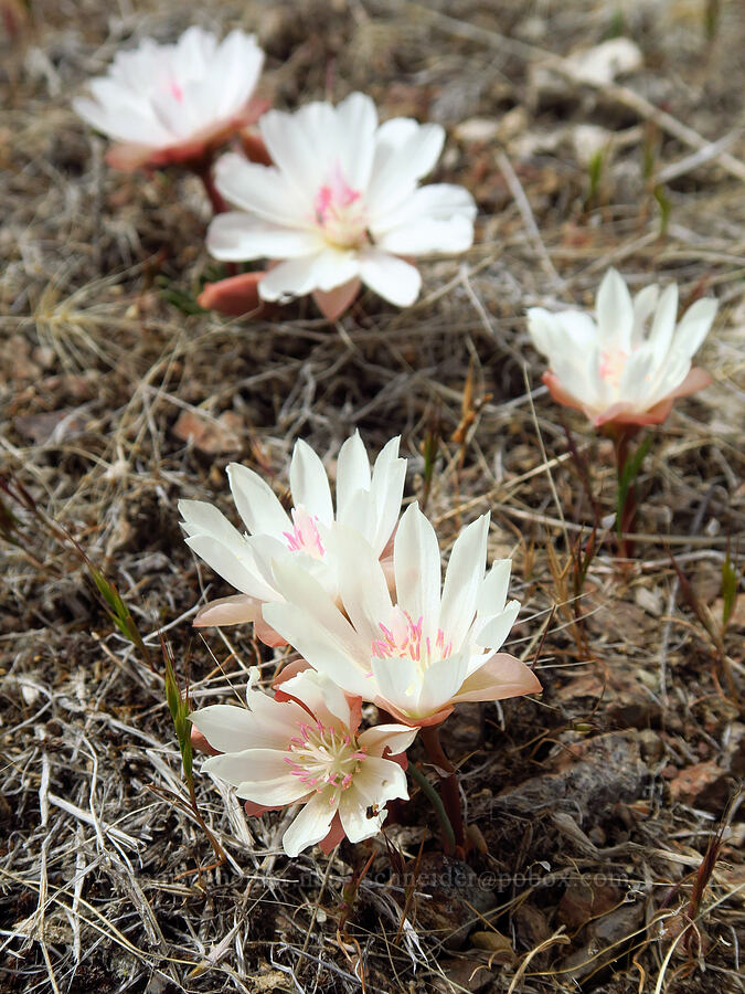 bitterroot (Lewisia rediviva) [Succor Creek Road, Malheur County, Oregon]