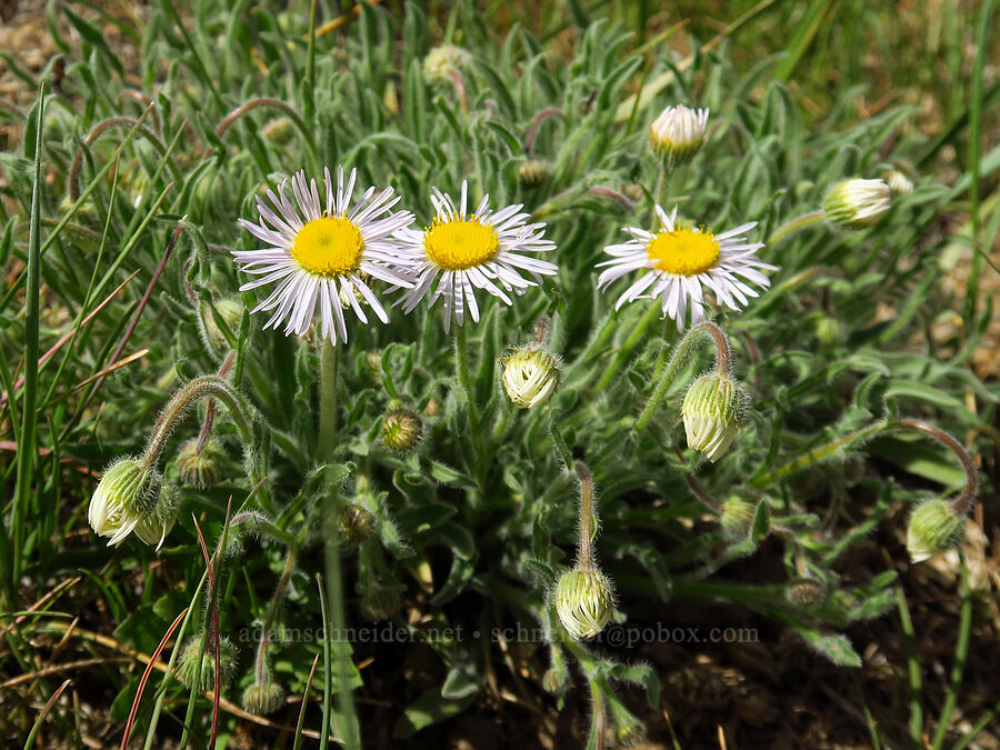 shaggy fleabane (Erigeron pumilus var. intermedius) [Succor Creek Road, Malheur County, Oregon]