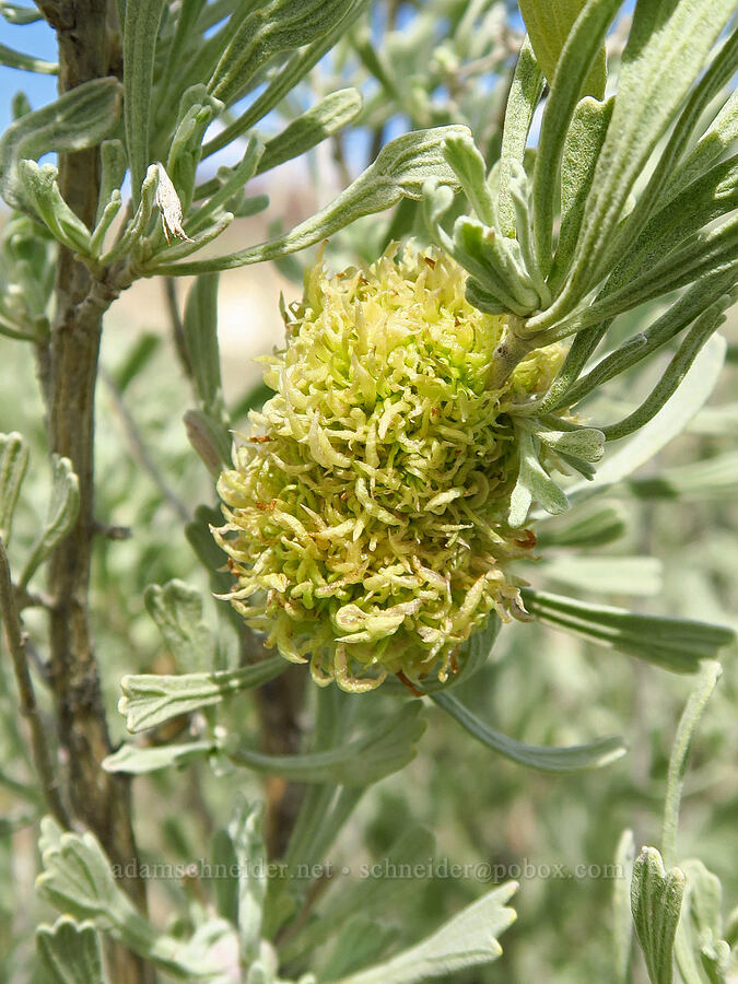 woolly midge gall on sagebrush (Rhopalomyia medusa, Artemisia tridentata) [Succor Creek Road, Malheur County, Oregon]
