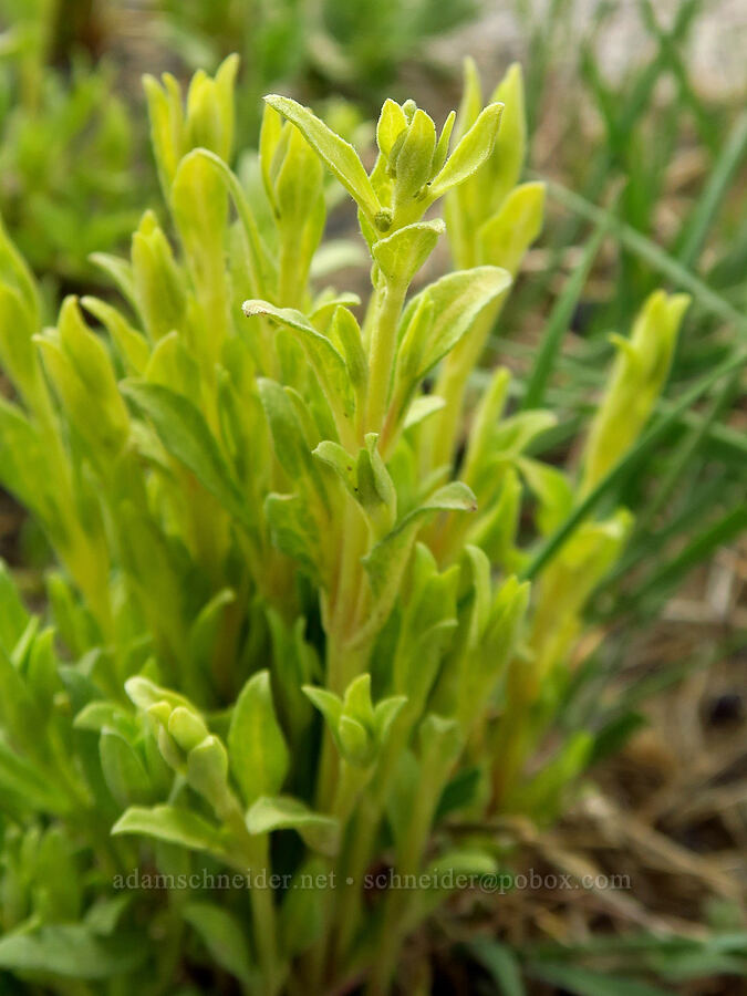 yellow-leaved weed in a vernal pool [Succor Creek Road, Malheur County, Oregon]