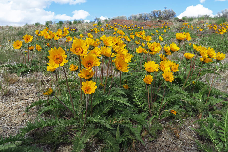 hispid balsamroot (Balsamorhiza hispidula (Balsamorhiza hookeri var. hispidula)) [McIntyre Spring Road, Malheur County, Oregon]