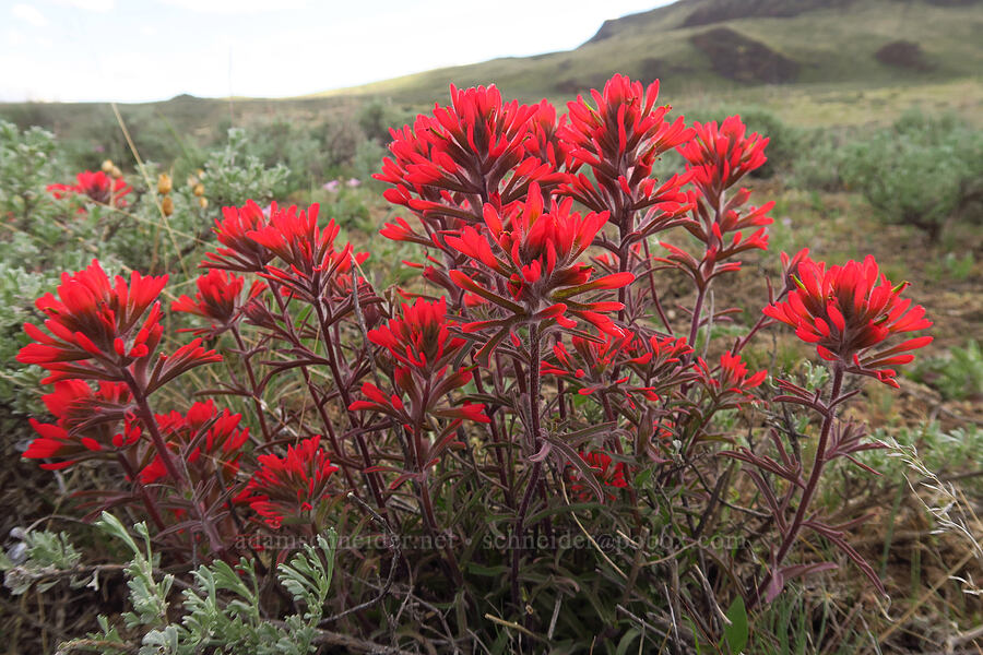 desert paintbrush (Castilleja chromosa) [McIntyre Spring Road, Malheur County, Oregon]