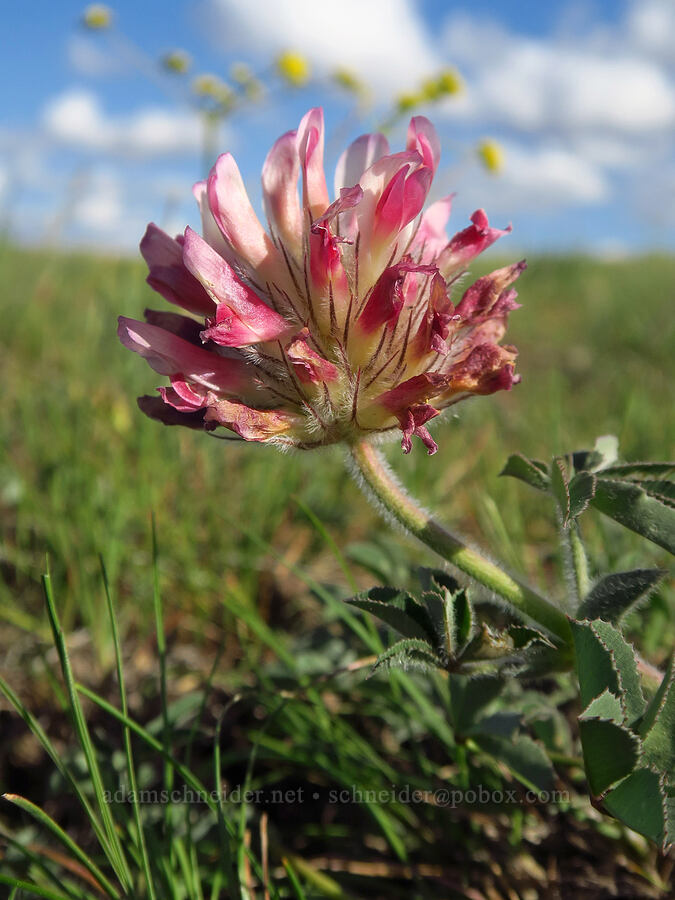 big-head clover (Trifolium macrocephalum) [McIntyre Spring Road, Malheur County, Oregon]