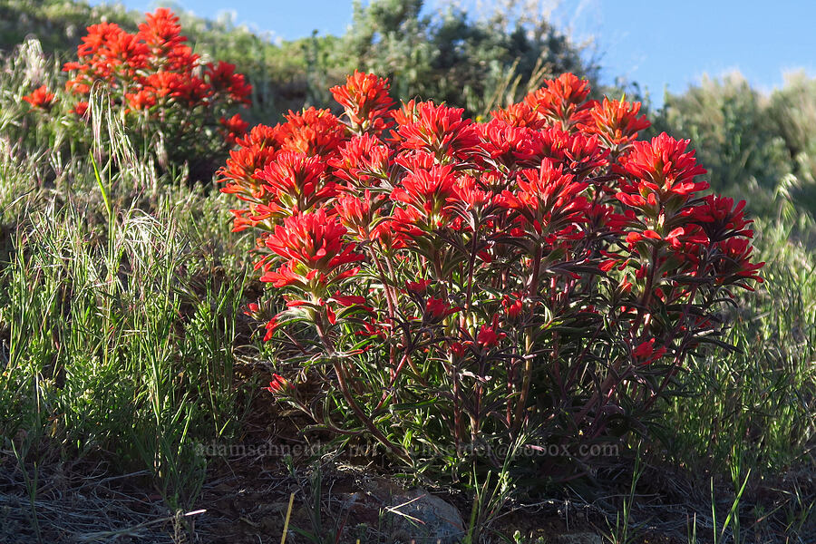 desert paintbrush (Castilleja chromosa) [McIntyre Spring Road, Malheur County, Oregon]