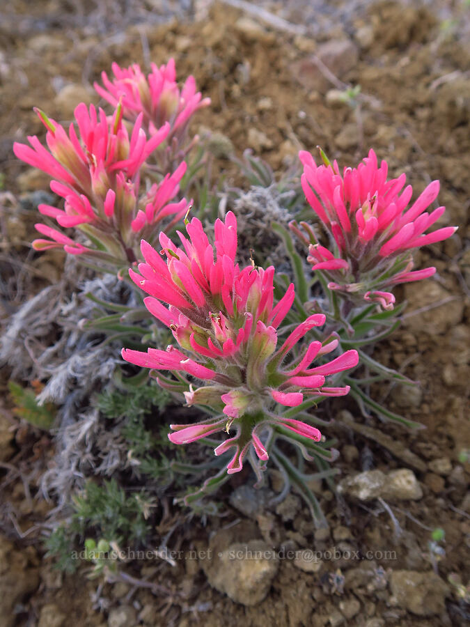 northwestern (narrow-leaf) paintbrush (Castilleja angustifolia var. angustifolia) [McIntyre Spring Road, Malheur County, Oregon]