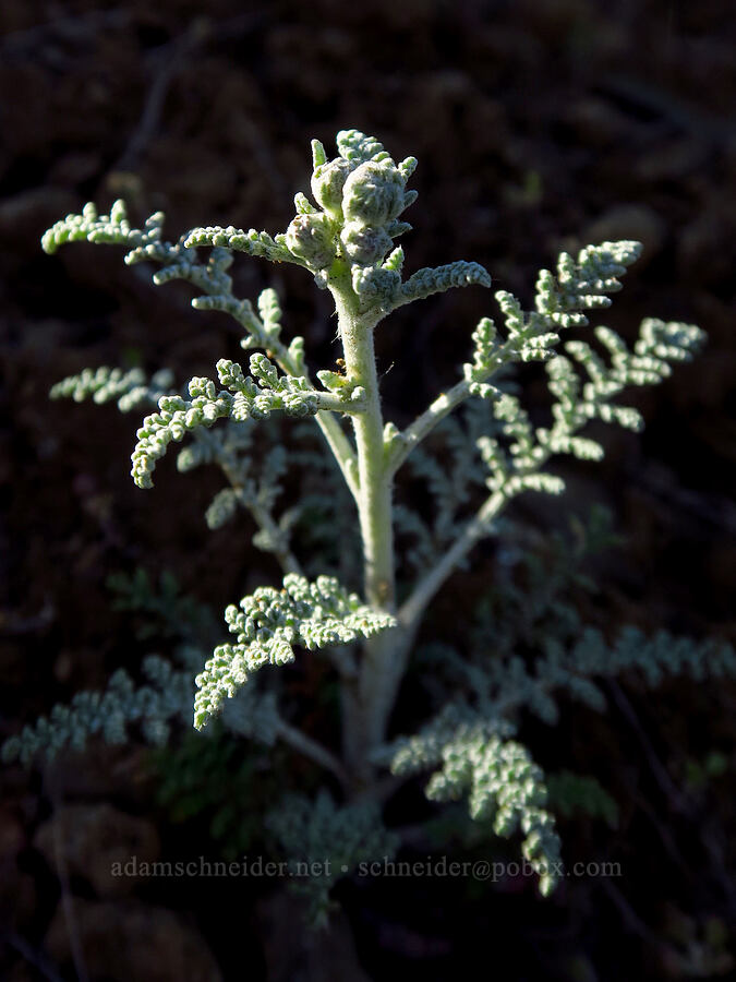 Douglas' pincushion, budding (Chaenactis douglasii) [McIntyre Spring Road, Malheur County, Oregon]