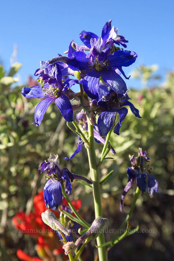 larkspur (Delphinium sp.) [McIntyre Spring Road, Malheur County, Oregon]