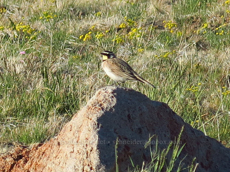 horned lark (Eremophila alpestris) [McIntyre Spring Road, Malheur County, Oregon]