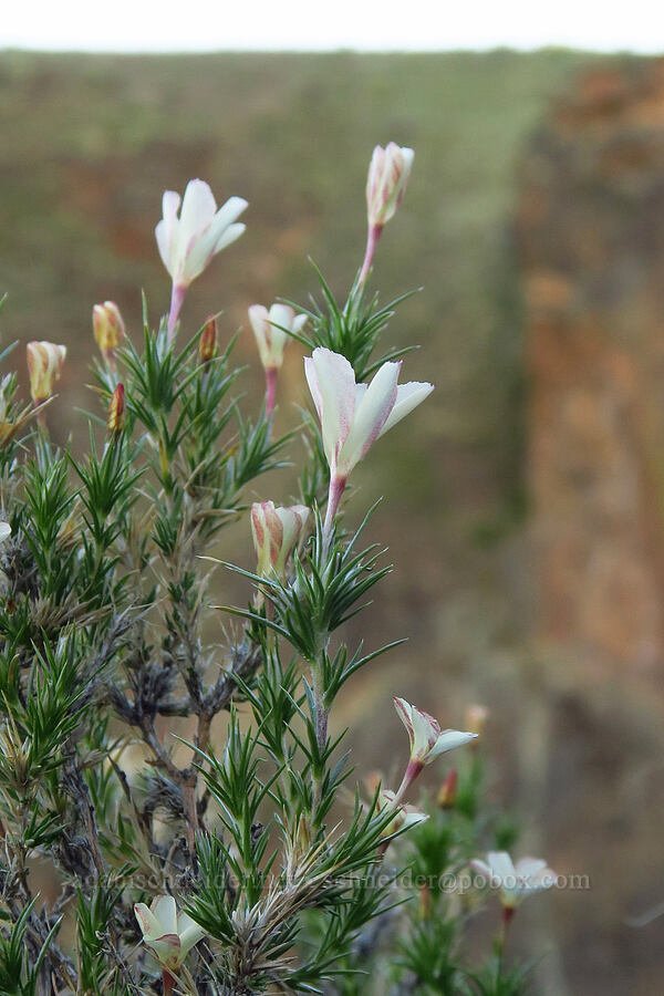 granite prickly-phlox (Linanthus pungens (Leptodactylon pungens)) [Succor Creek Road, Malheur County, Oregon]