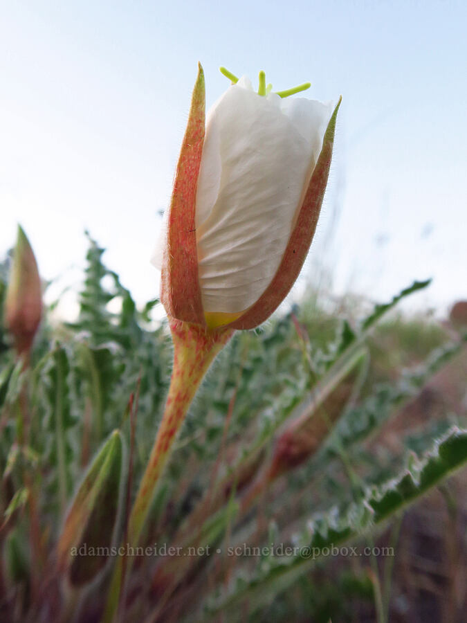 evening primrose just before sunset (Oenothera caespitosa (Oenothera cespitosa)) [Succor Creek State Natural Area, Malheur County, Oregon]