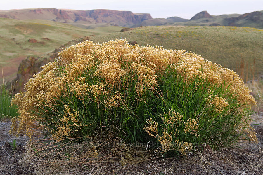 green rabbit-brush with last year's flowers (Chrysothamnus viscidiflorus) [Succor Creek State Natural Area, Malheur County, Oregon]