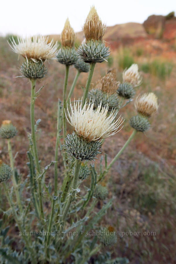 gray-green thistle (Cirsium cymosum var. canovirens) [Succor Creek State Natural Area, Malheur County, Oregon]