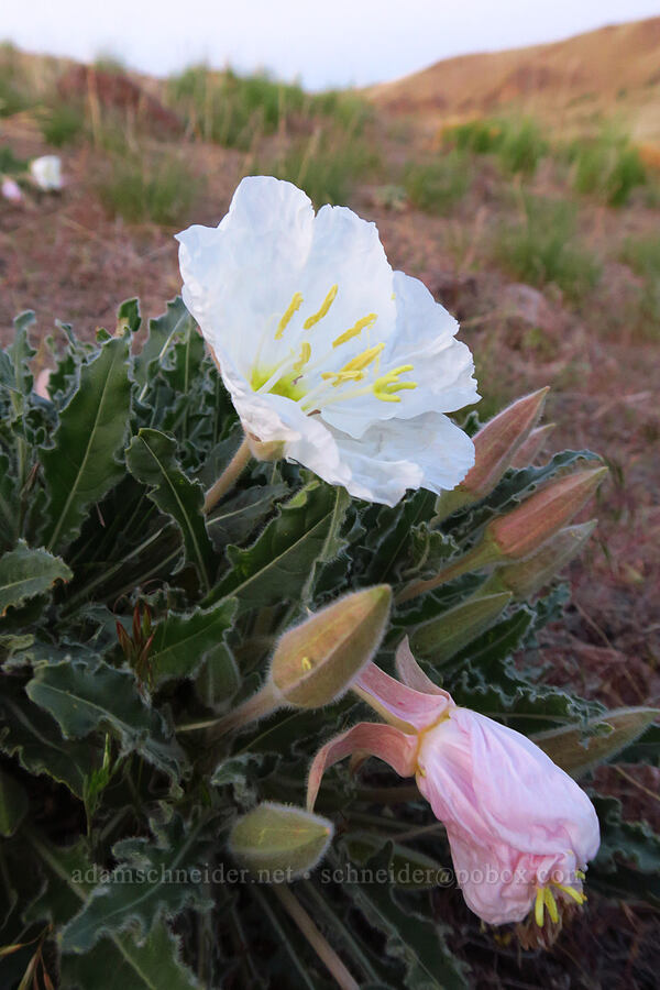 evening primrose just after sunset (Oenothera caespitosa (Oenothera cespitosa)) [Succor Creek State Natural Area, Malheur County, Oregon]