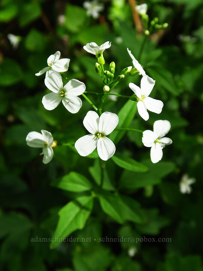 seaside bitter-cress (Cardamine angulata) [Saddle Mountain Trail, Clatsop County, Oregon]