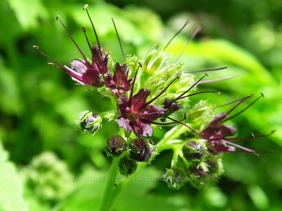 Pacific waterleaf (Hydrophyllum tenuipes) [Saddle Mountain Trail, Clatsop County, Oregon]