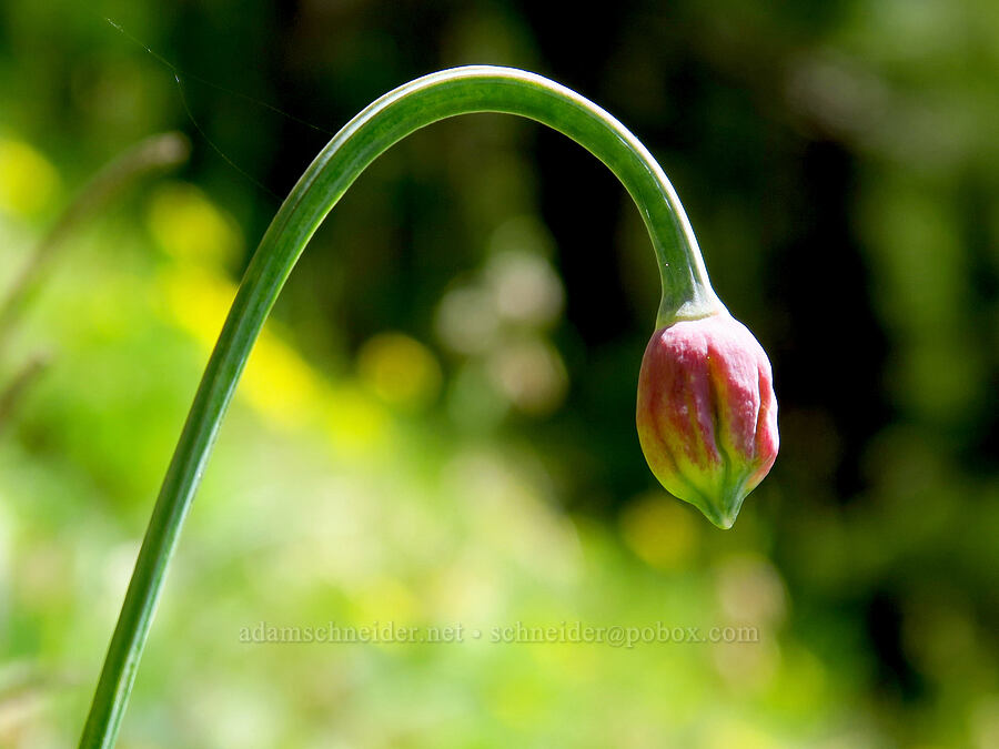 nodding onion, budding (Allium cernuum) [Saddle Mountain Trail, Clatsop County, Oregon]