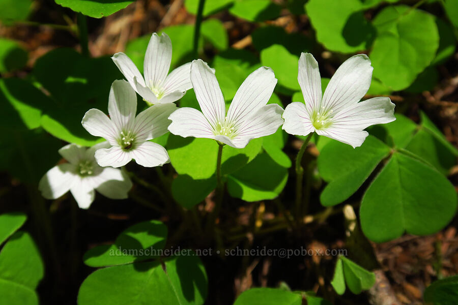 redwood sorrel (Oxalis oregana) [Saddle Mountain Trail, Clatsop County, Oregon]
