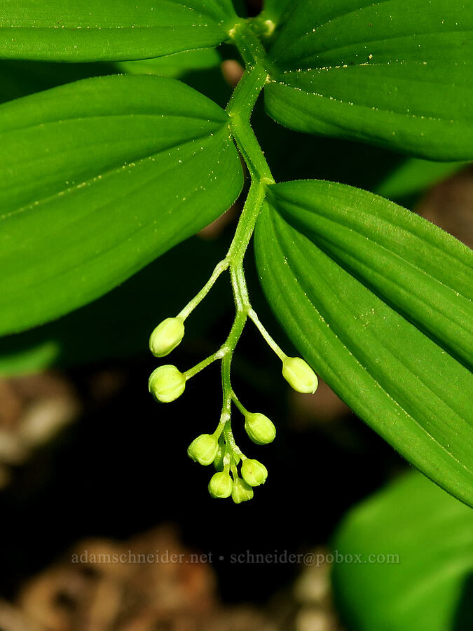 starry false solomon's-seal (Maianthemum stellatum (Smilacina stellata)) [Saddle Mountain Trail, Clatsop County, Oregon]