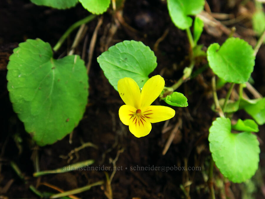 evergreen violet (Viola sempervirens) [Saddle Mountain Trail, Clatsop County, Oregon]
