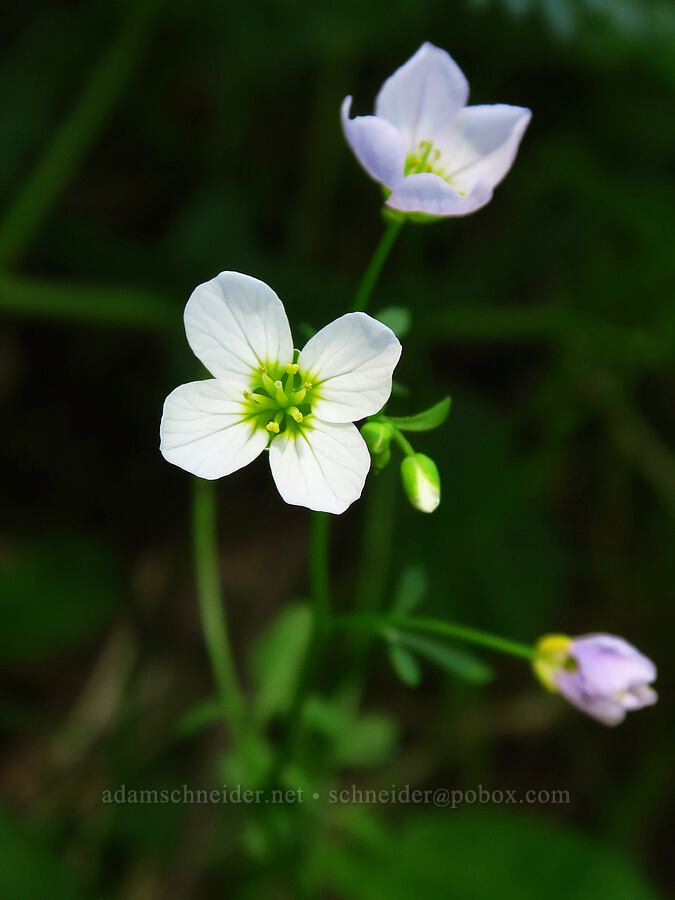 Saddle Mountain bitter-cress (Cardamine pattersonii) [Saddle Mountain Trail, Clatsop County, Oregon]
