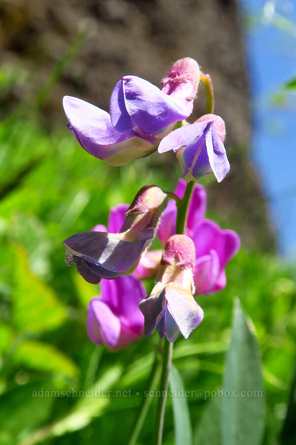 Sierra pea-vine (Lathyrus nevadensis var. nevadensis) [Saddle Mountain Trail, Clatsop County, Oregon]