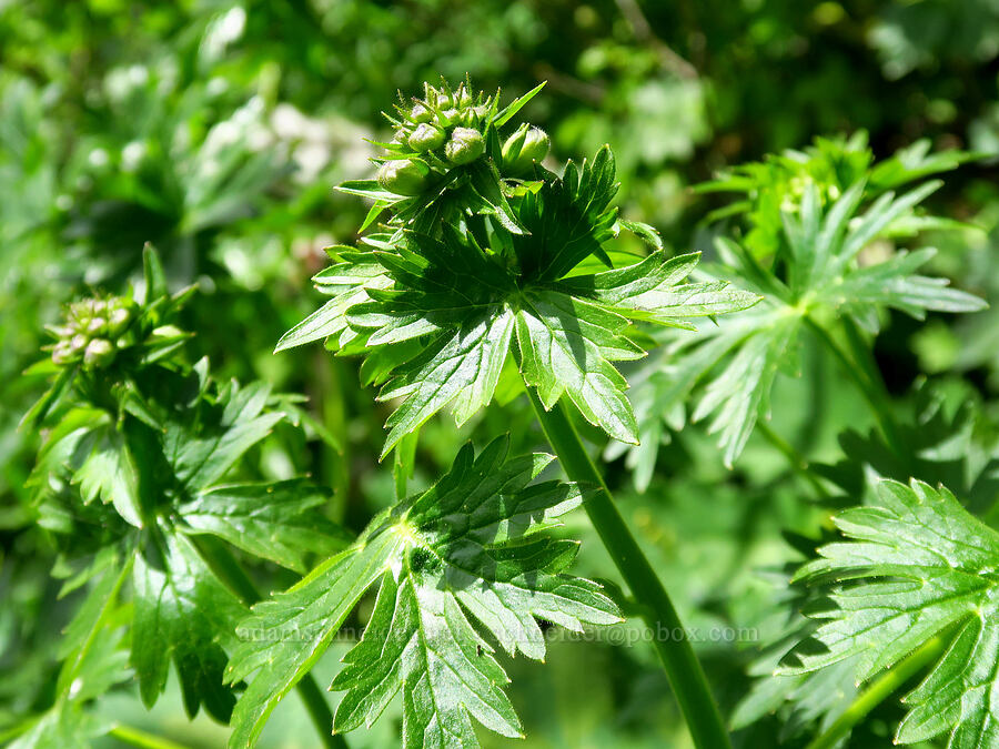 Columbian larkspur, budding (Delphinium trolliifolium) [Saddle Mountain Trail, Clatsop County, Oregon]